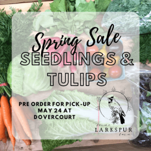 Larkspur Farms Spring sale seedlings & tulips